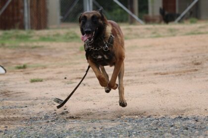 belgian malinois g46af356f3 640